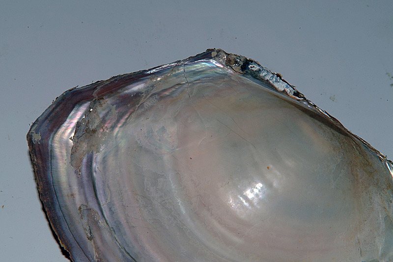 Bivalve d''acqua dolce